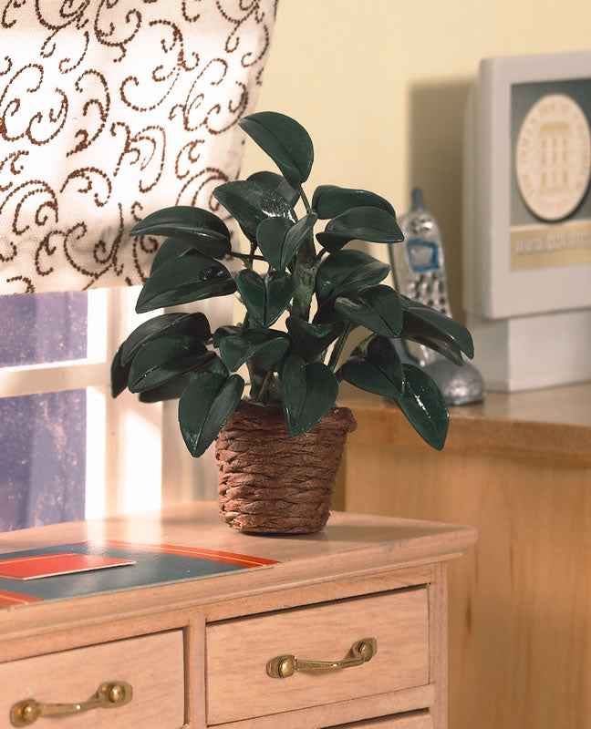 Rubber Plant