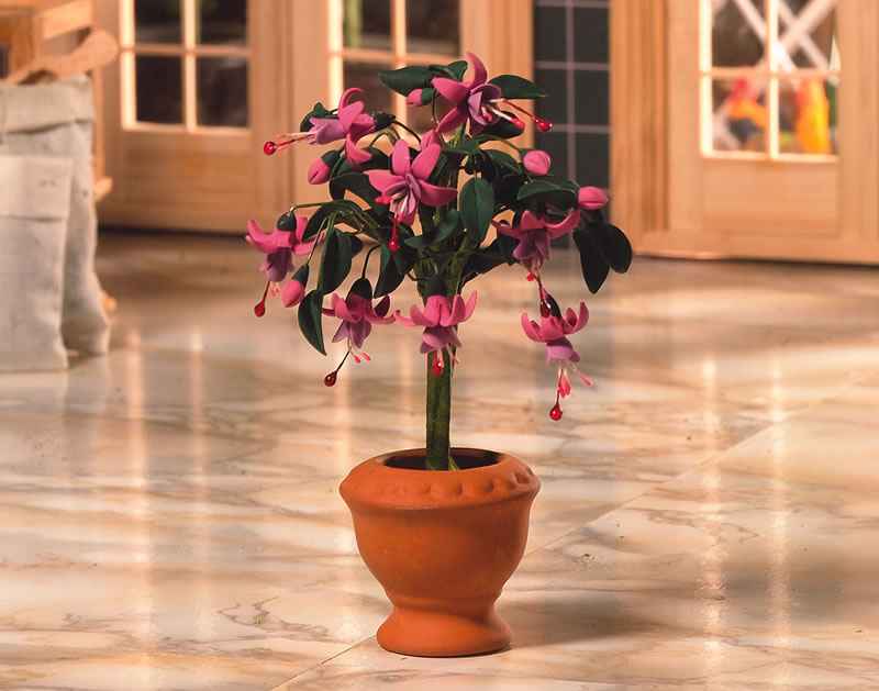 Roze fuchsia