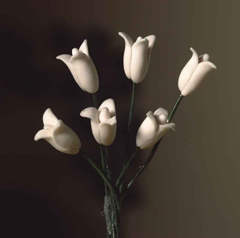 witte tulpen per 6