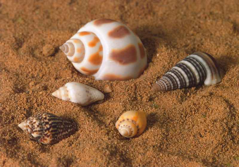 mini schelpjes per 5