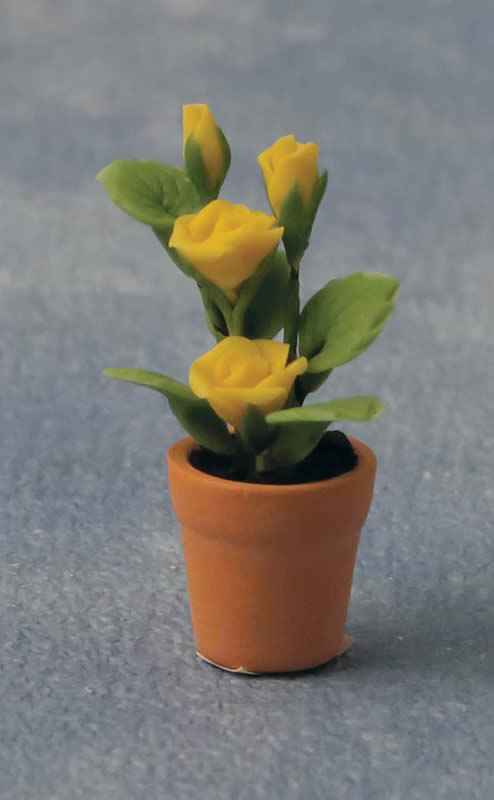 Rozen in pot