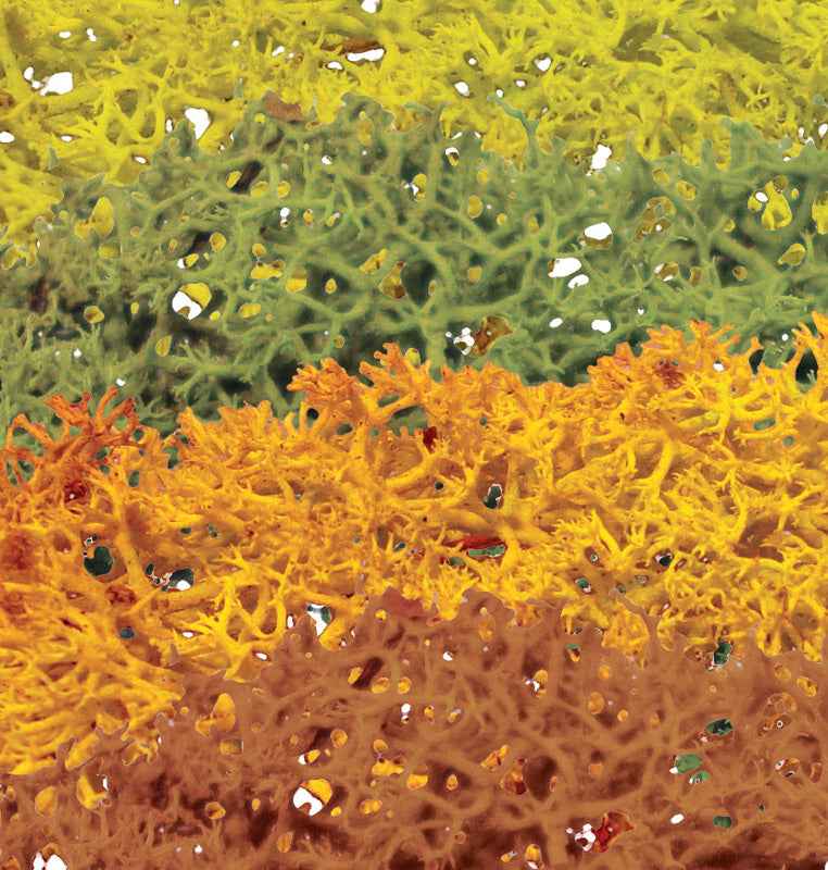 Korstmos herfstkleuren