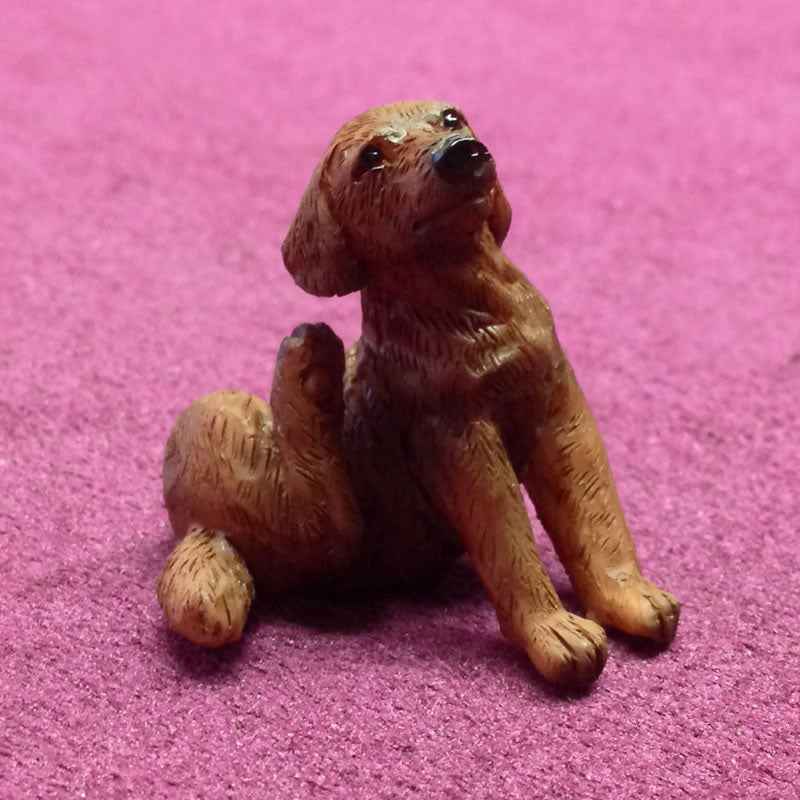 Coco de Labrador