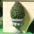 Sierstruik in pot