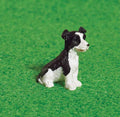 Benji the Border Collie
