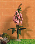 Wilde roze vingerhoedskruid