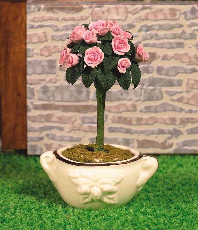 Rozenboom in pot