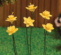 Voorjaars narcissen, 6 stuks