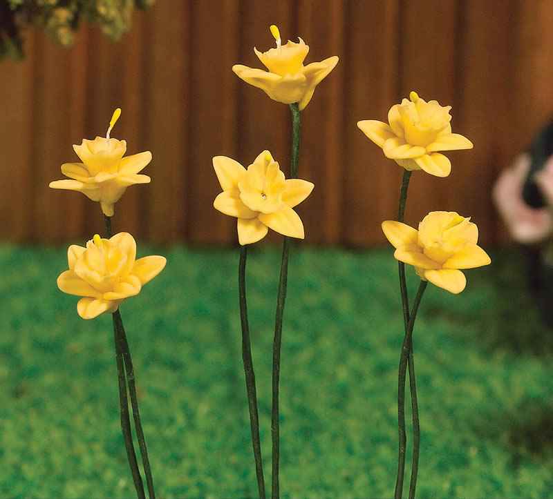 Voorjaars narcissen, 6 stuks