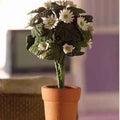 Margriet in bloempot