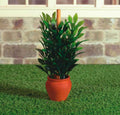 Rubberplant in pot