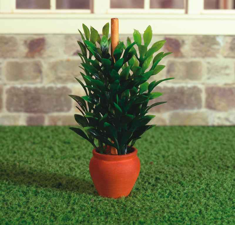 Rubberplant in pot