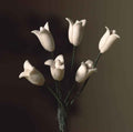 witte tulpen per 6