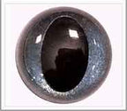 Poezenogen blue pearl