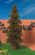 Denneboom, groot