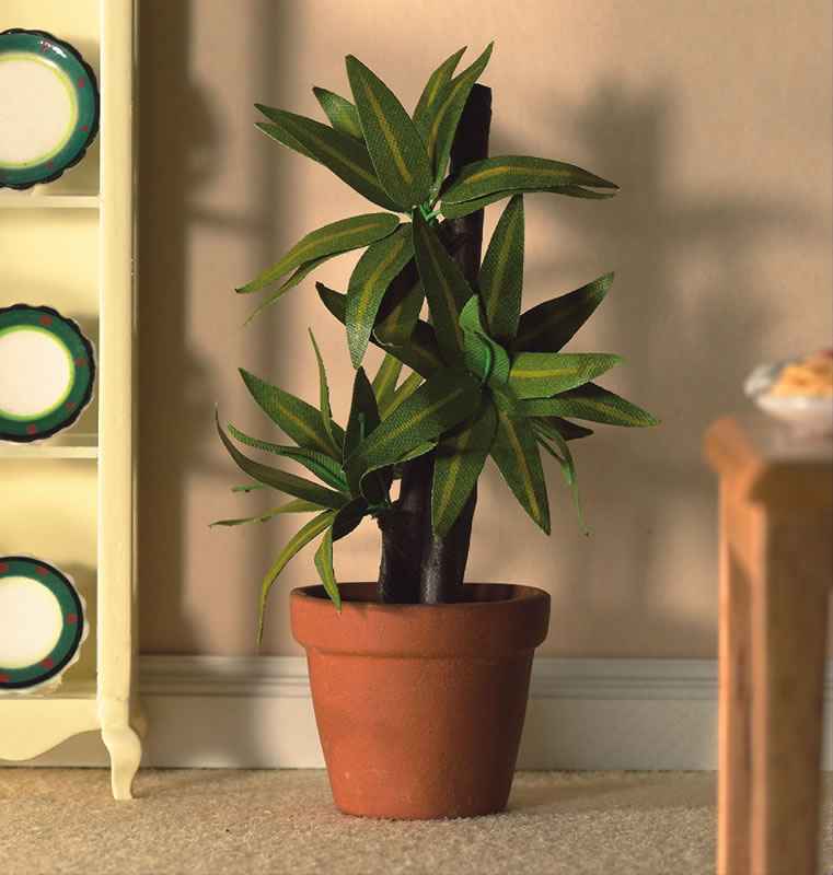 yucca plant in pot