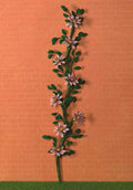 klimmende paarse Clematis