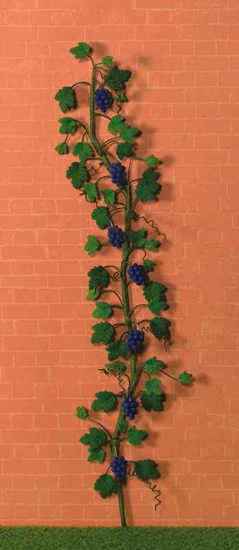klimmende druiven rank  in blauw/paars