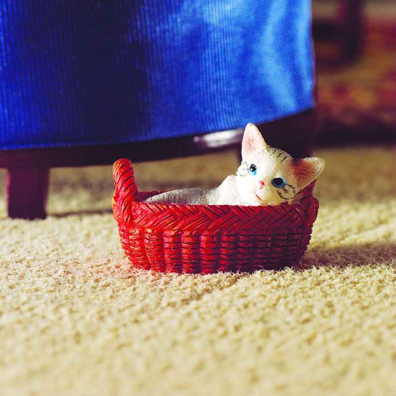 Kitty, poes/kat in de mand