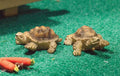 Terry & Jerry schildpadden