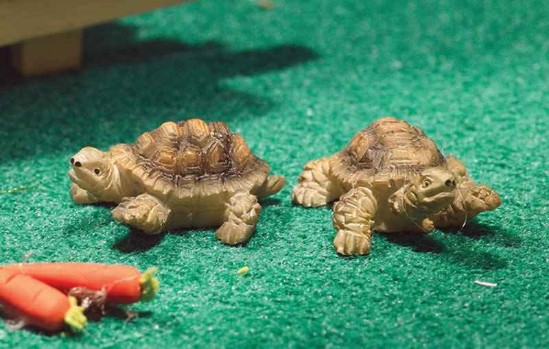 Terry & Jerry schildpadden