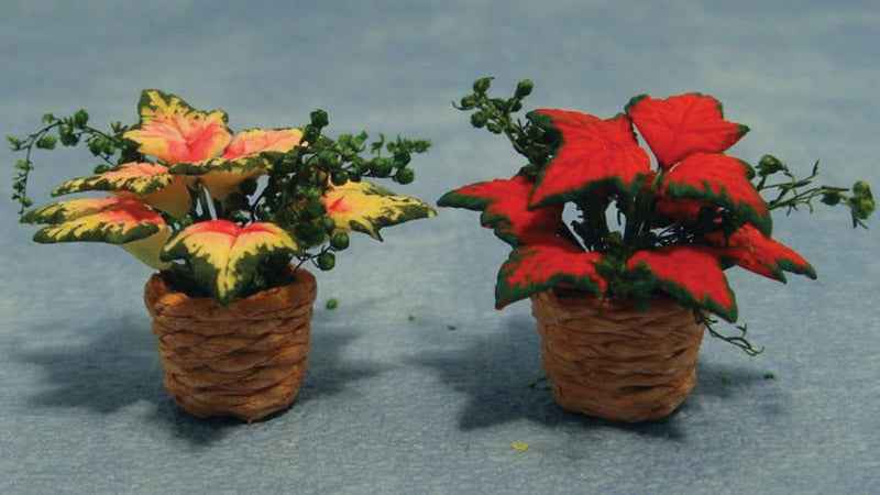 Kerstster in mandje, per  stuk