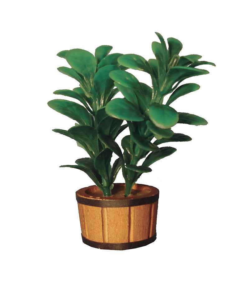 Dubbele rubber plant