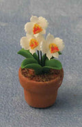 Orchidee in Pot