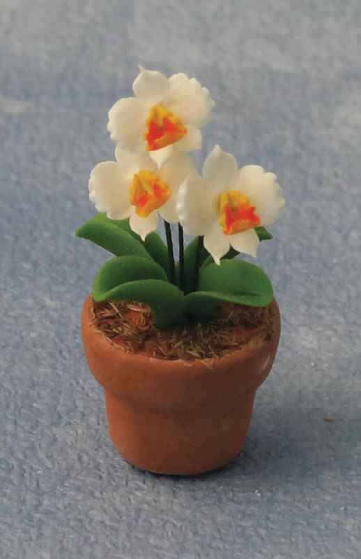 Orchidee in Pot