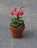Cyclamen in Pot