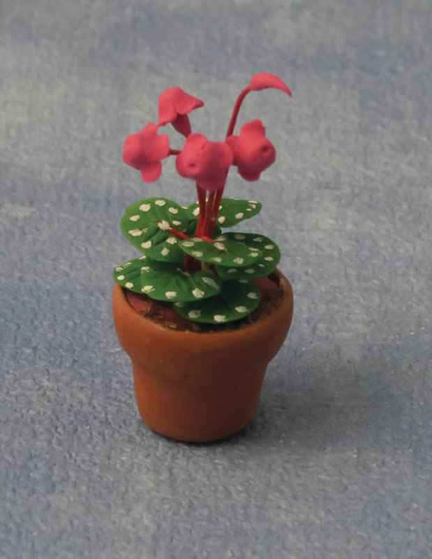 Cyclamen in Pot