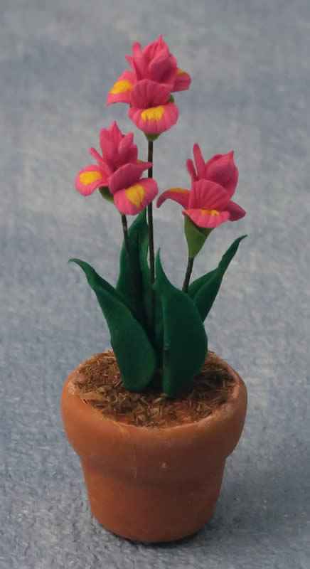 Iris in Pot