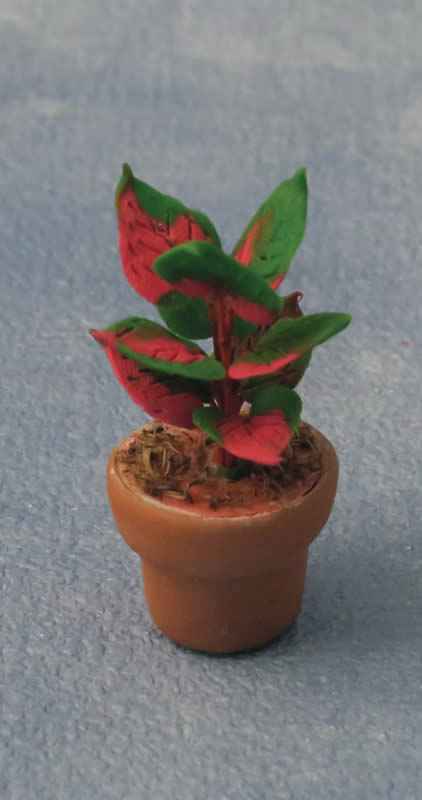 Coleus in pot