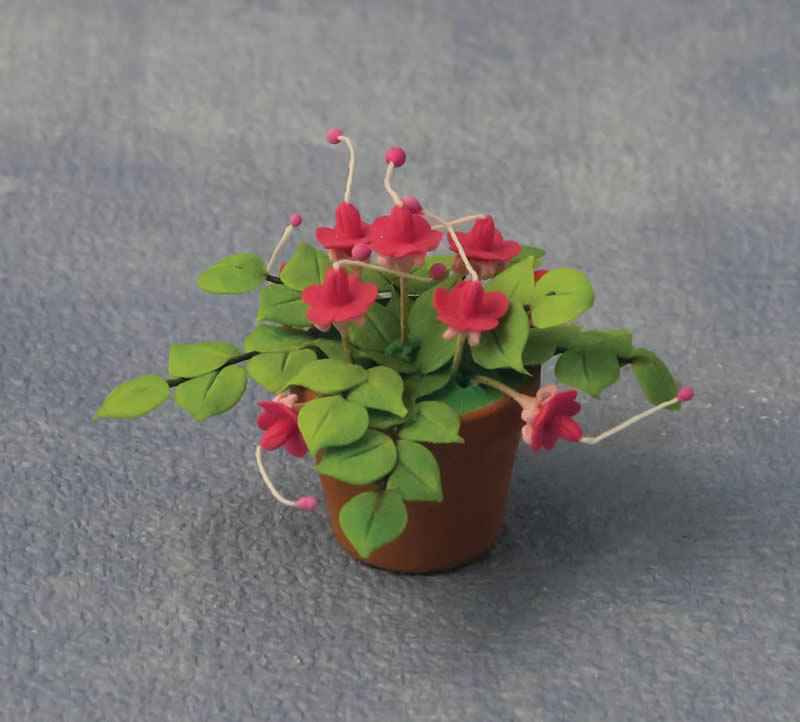 Fuchsia in pot