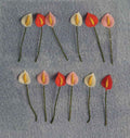 Lelies, 12 stuks