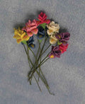 Iris, 12 stuks