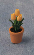Tulpen in pot