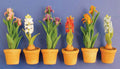 Bolgewassen in pot, per stuk