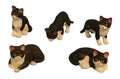 Kat, zwart/wit, 5 stuks