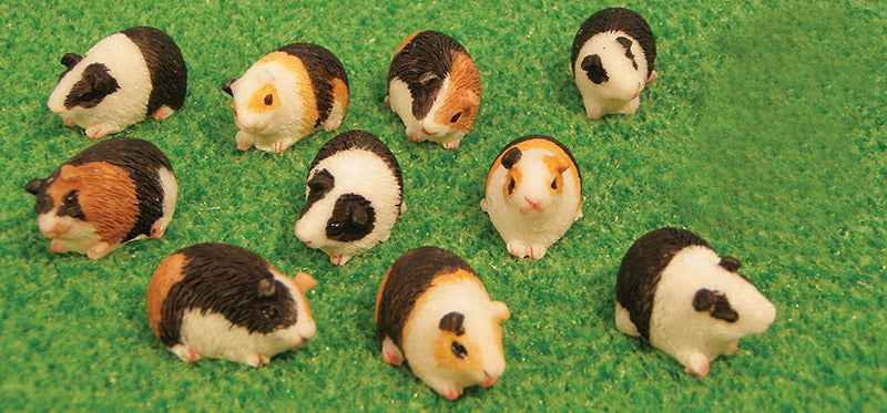 cavia, per 12
