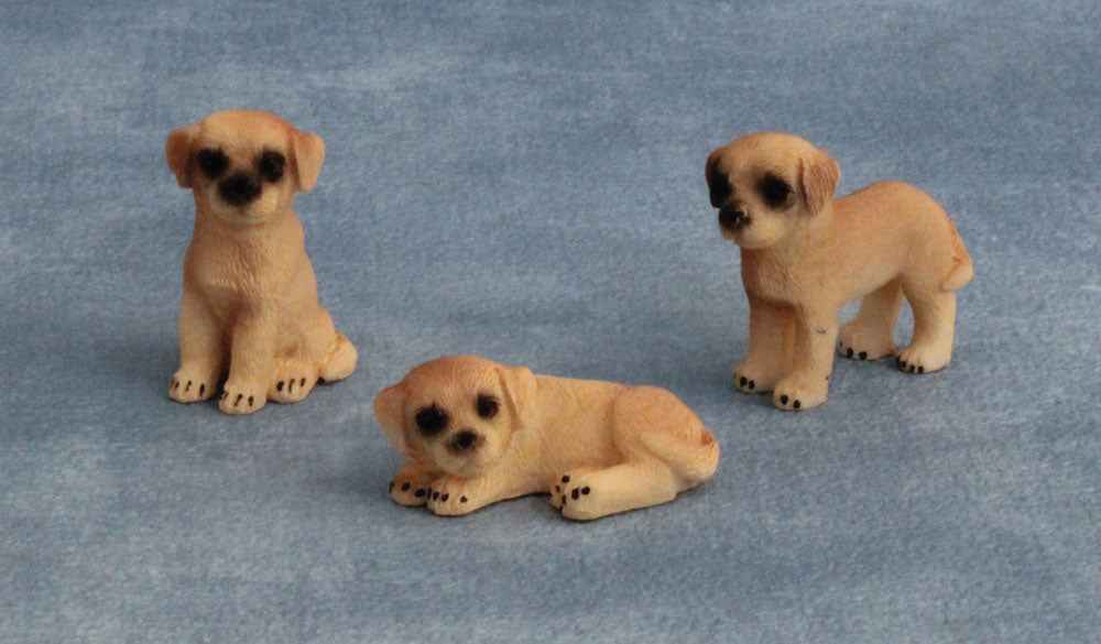 Labrador puppy geel, 3 stuks