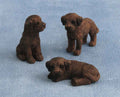 Labrador puppy chocolade, 3 stuks