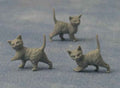 Grijze kittens, 12 stuks