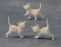 Witte kittens, 12 stuks