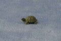 Kleine schildpad, 2 stuks