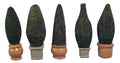 Bomen in pot, 5 stuks