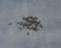 Zilveren schroeven 6mm, 50 stuks