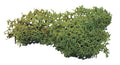 Landschapstrooisel, Korstmos, donker groen