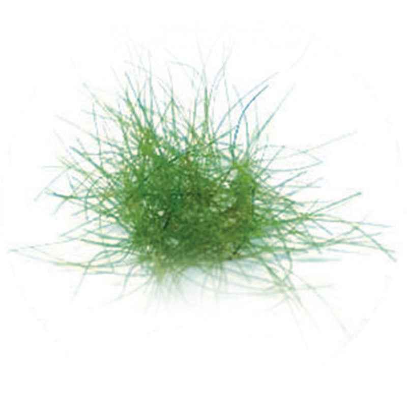 Zomermix pollen