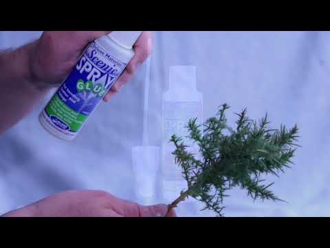 Scenic Spray